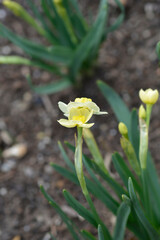 Daffodil Minnow flowers