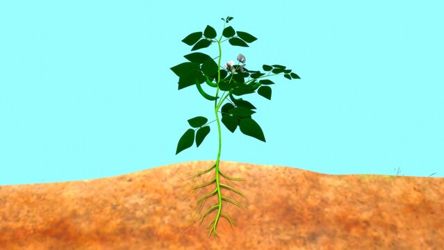 Dolichos plant isolated in background 3d illustration