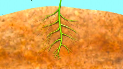 Dolichos plant roots in earth 3d illustration