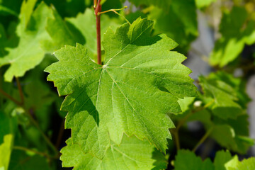 Grape Pinot Noir leaves