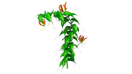 Gloriosa plant (Lilly) isolated in white background 3d illustration