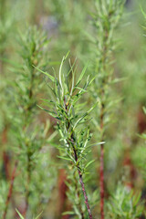 Rosemary-leaved willow leaves