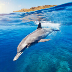 Naklejka premium 바닷속을 헤엄치는 돌고래