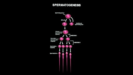 Spermatogenesis process in sperm cell 3d illustration