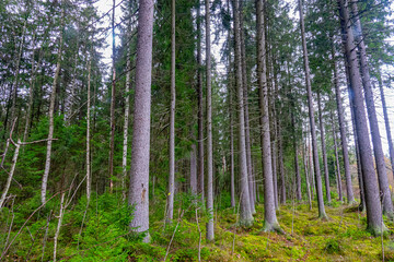 Forest science, sylviculture. Agelong timber stand of European spruce (Picea excelsa, P. abies) in...