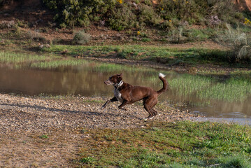 dog coming out of water raft running happily with drops splashing, dog with checkered fabric collar, brown hair, mix of podenco and braco