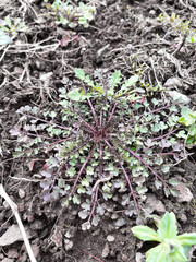
Korean food ingredients, wild greens, greens, spring greens