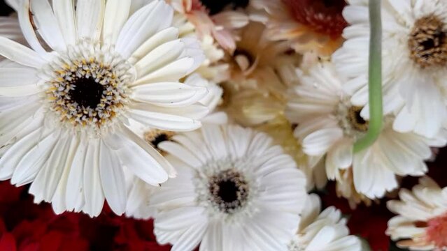 Beautiful white Gerbera jamesonii flowers also known as Barberton daisy, Transvaal daisy in a florist shop.