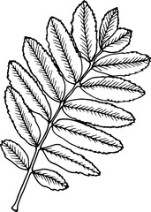 Rowan leaf vector illustration in line art style isolated on a white background.