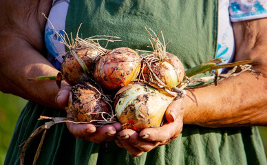 an aged woman holds an onion in her hands close-up.