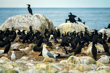 Colony of southern cormorant (Phalacrocorax carbo sinensis) on islands of Gulf of Finland, Baltic...