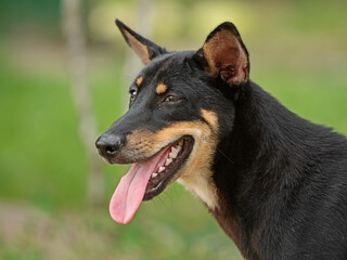 Dog portrait in Southeast Asia