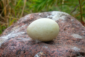Oology. This is what Greylag goose (Anser anser) egg looks at the end of incubation. The shell is...