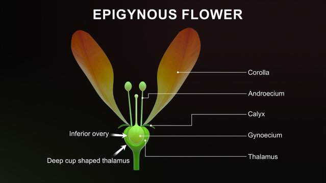 Epigynous flowers labelled 3d illustration