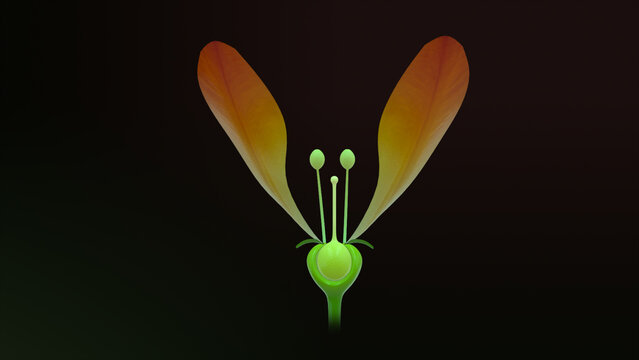 Epigenous flowers labelled 3d illustration