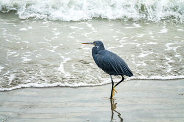 Bandar Abbas, Iran, January. The western reef heron (Egretta gularis) on sand coast of Strait of Hormuz