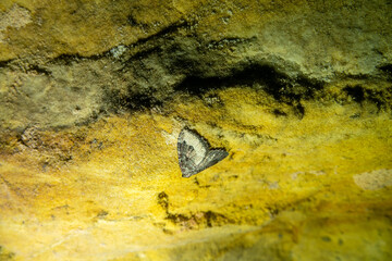 Speleobios: moths (Geometridae) wintering in the cave. Macro, camera wiring