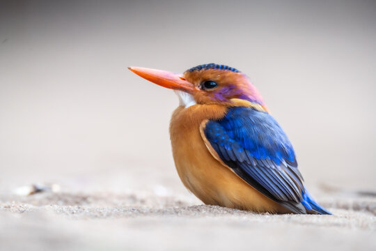 Kingfisher resting on sand, Selous park, Tanzania, Africa.