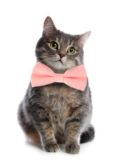 Adorable tabby cat with pink bow tie on white background