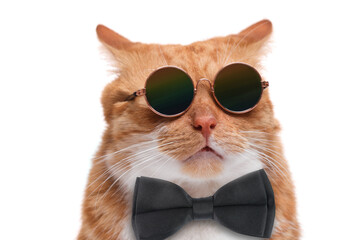 Adorable red cat with black bow and stylish sunglasses tie on white background