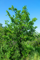 Wild pear tree (Pyrus achras) (achras) among the dry artificial forest on the hills. Crimea