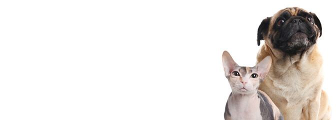Adorable Sphynx cat and cute pug dog on white background. Banner design with space for text