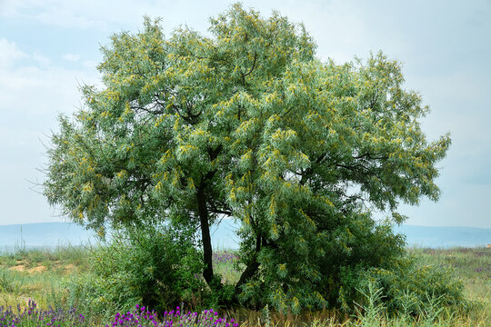 Russian olive (Elaeagnus angustifolia angustifolia) blooms in North Black Sea shore, vegetated dune. Crimea arid steppe zone. Honey-scented golden flower and silver color leaves