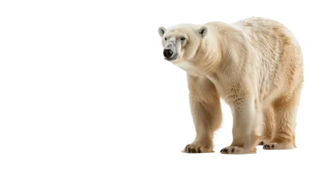 Keuken spatwand met foto white polar bear © The Humani Stock