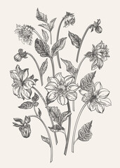 Vertical composition with dahlia flowers. Various parts of the plant. Vector botanical illustration. Black and white. - 775973488
