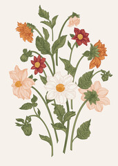 Set with dahlia flowers. Vector botanical illustration. Summer and autumn plants. Colorful - obrazy, fototapety, plakaty