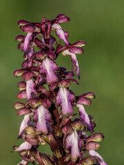 Giant orchid (barlia robertiana) in bloom on a path in Provence