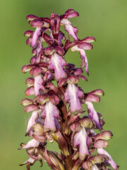 Giant orchid (barlia robertiana) in bloom on a path in Provence