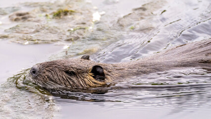Portrait of a coypu swimming in a stream