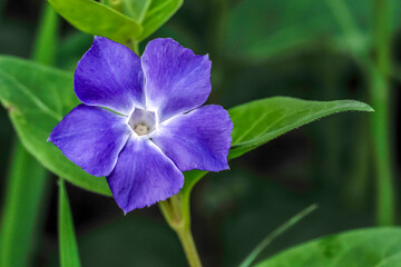 large periwinkle in bloom by the side of a path