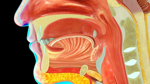 Buccal Cavity face cross section Closeup view 3d illustration