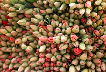 Freshly picked tulips at the florist. 