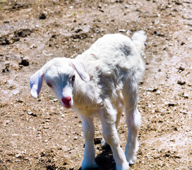 Fototapeta premium Little white kid on the road