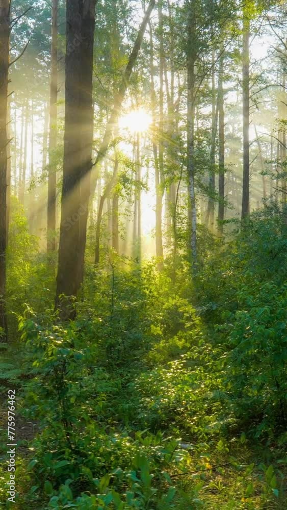 Aufkleber rich green foliage, light fog and sunrays shining through the trees. camera moves through summer gre