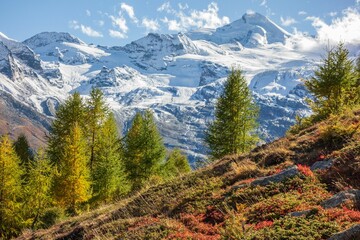 Majestic landscape of the snowy Swiss Alps surrounded by evergreen trees in the foreground