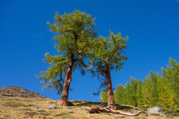 Obraz premium Trees in Alps in Switzerland