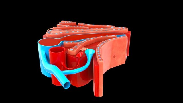 histology of liver 3d Illustration