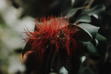 flower © Czarn_Eli