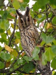 Long-eared owl (Asio otus) perched on a tree branch