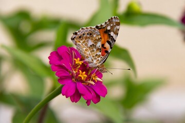 Closeup view of a beautiful butterfly perched on a zinnia flower in a garden in daylight