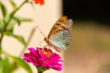 Closeup view of a beautiful butterfly perched on a zinnia flower in a garden in daylight