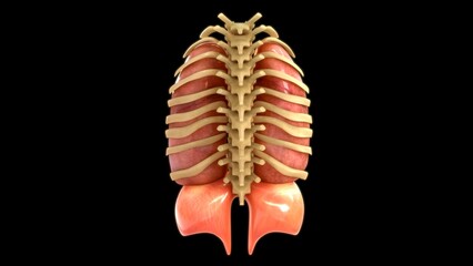 Lungs with Ribcage vertebra and diaphragm 3d illustration 