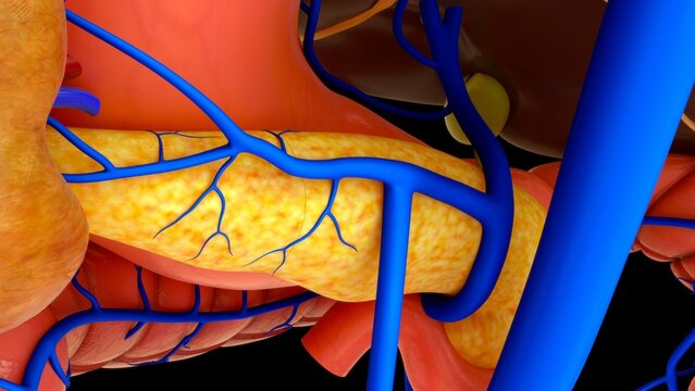 Hepatic portal vein connects to liver 3d illustration