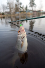 Roach. Gambling fishing on the river in the evening. Leger rig evening biting, bottom line set up