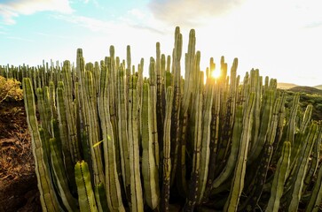 Calm Cactus Desert Sunset , digital , photo, image