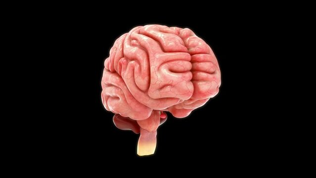 Anatomy of Brain sulci and gyri 3d rendered video clip